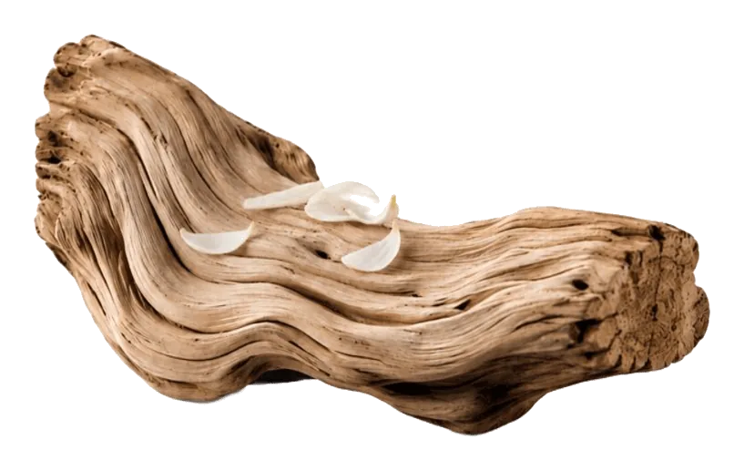 Égérie Quaternité avec Paralian